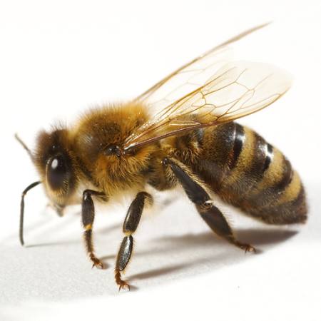 arı, sinek, bal Tomo Jesenicnik - Dreamstime