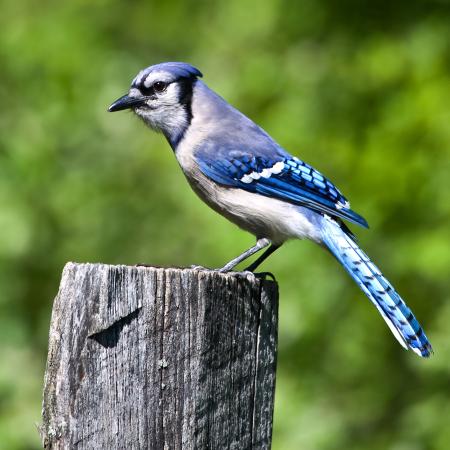 kuş, ağaç, gövde, mavi Wendy Slocum - Dreamstime