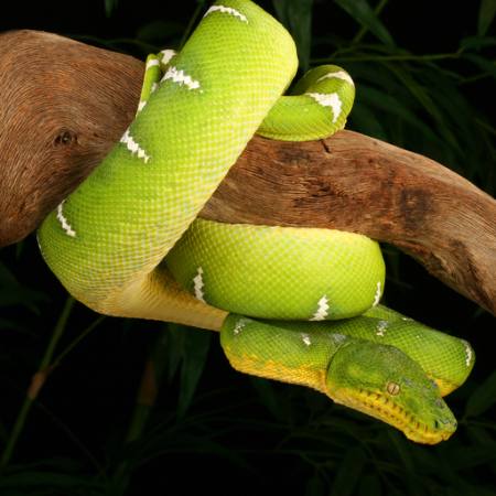 yılan, yabani, yaban hayatı, şube, yeşil Johnbell - Dreamstime