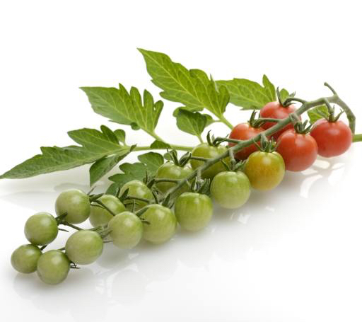 meyve, sebze, domates, domates, yeşil, kırmızı, yaprakları, gıda Svetlana Foote (Saddako123)