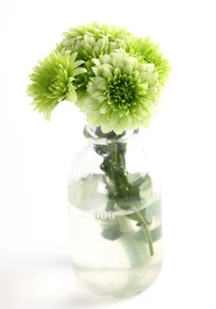 bitki, çiçek, yeşil, su, tüp, vazo Kerstin Aust - Dreamstime
