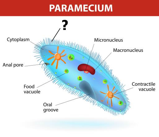Paramecium, mikronükleus Designua