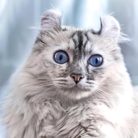kedi, gözler, hayvan Eugenesergeev - Dreamstime