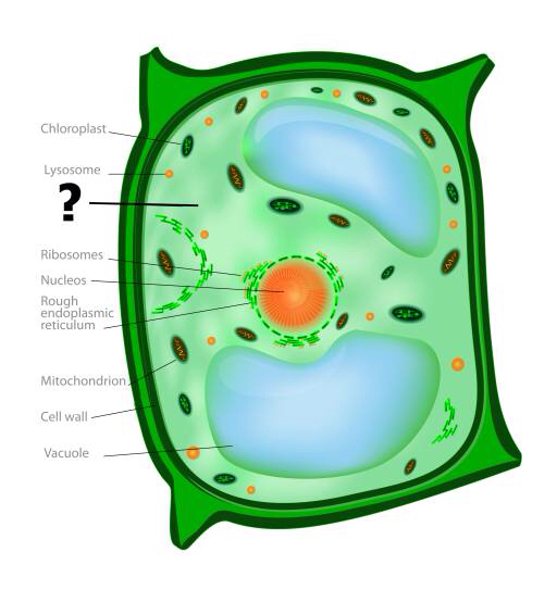 Hücre, hücresel, yeşil, turuncu, kloroplast, çekirdek, çarpıtma Designua