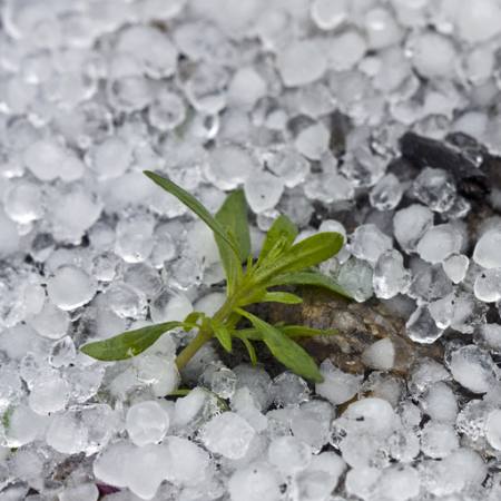 boncuklar, buz, yağmur, çiçek, yeşil, bitki Dantautan - Dreamstime