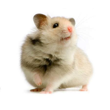 sıçan, fare, hayvan Isselee - Dreamstime