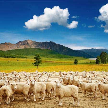 koyun, koyunlar, doğa, dağ, gök, bulut, sürü Dmitry Pichugin - Dreamstime