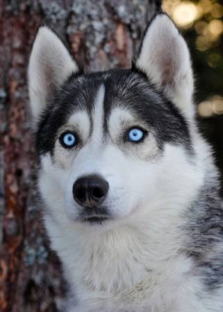 köpek, gözler, mavi, hayvan Mikael Damkier - Dreamstime
