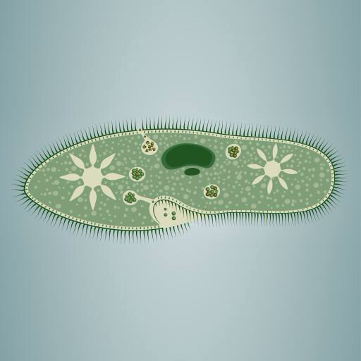 ayak izi, yosun, yeşil, star, mikroskopik doku Vladimir Zadvinskii (Vladimiraz)