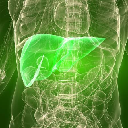 erkek, vücut, karaciğer, organ Sebastian Kaulitzki - Dreamstime
