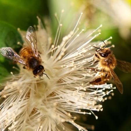 arılar, doğa, arı, polen, çiçek Sheryl Caston - Dreamstime