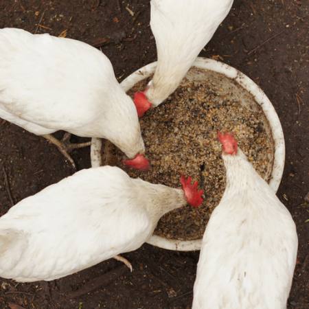 tavuklar, yemek, gıda, çanak, beyaz, tahıl, buğday Alexei Poselenov - Dreamstime