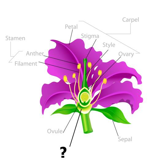 bitki, çizim, erkeklik organı, petal, iplik, ova Snapgalleria