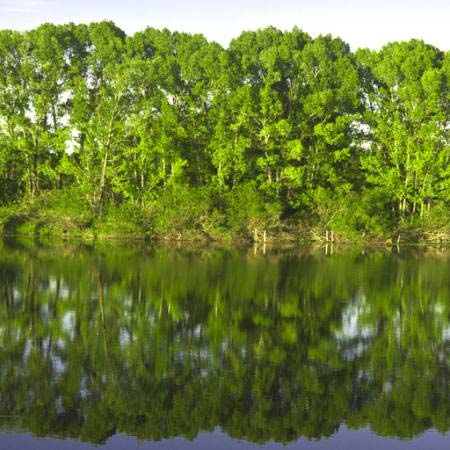 ağaç, ağaçlar, su, yeşil, göl Vadim Yerofeyev - Dreamstime
