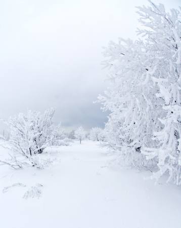 kış, beyaz, ağaç Kutt Niinepuu - Dreamstime