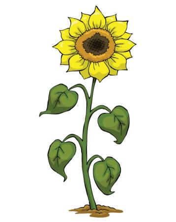 sarı, büyümek, çiçek, yeşil, bitki Dedmazay - Dreamstime