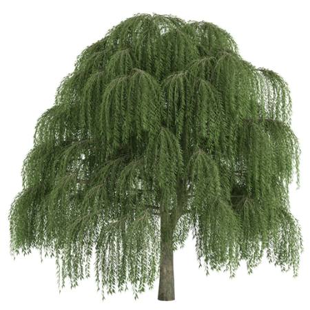 ağaç, Uzun boylu, iri yeşil Alexander Morozov - Dreamstime