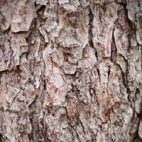ağaç, doğa, nesne, ağaç kabuğu Oleg Pilipchuk - Dreamstime
