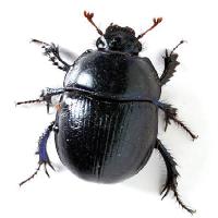 Pixwords Görüntü böcekler, siyah, kanatlar, türler Vladvitek - Dreamstime