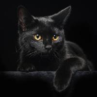 Pixwords Görüntü kedi, hayvan Svetlana Petrova - Dreamstime