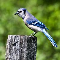 Pixwords Görüntü kuş, ağaç, gövde, mavi Wendy Slocum - Dreamstime