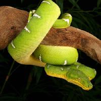 yılan, yabani, yaban hayatı, şube, yeşil Johnbell - Dreamstime