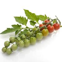 Pixwords Görüntü meyve, sebze, domates, domates, yeşil, kırmızı, yaprakları, gıda Svetlana Foote (Saddako123)