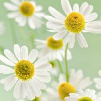 çiçekler, çiçek, beyaz, sarı Italianestro - Dreamstime