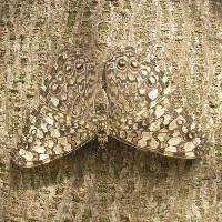 Pixwords Görüntü kelebek, böcek, ağaç, ağaç kabuğu Wilm Ihlenfeld - Dreamstime