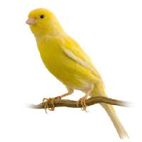 Pixwords Görüntü kuş, sarı Isselee - Dreamstime