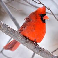 Pixwords Görüntü Kuş, kırmızı, hayvan, vahşi (Markwatts104)