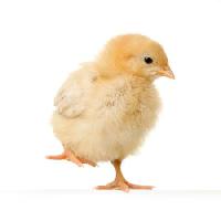 Pixwords Görüntü tavuk, hayvan, yumurta, sarı Isselee - Dreamstime