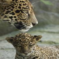 hayvan, hayvanlar, bebek, hayvanat bahçesi Jxpfeer - Dreamstime