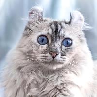 Pixwords Görüntü kedi, gözler, hayvan Eugenesergeev - Dreamstime
