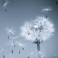 Pixwords Görüntü çiçek, sinek, mavi, gökyüzü, tohumlar Mouton1980 - Dreamstime