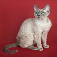 Pixwords Görüntü kedi, hayvan Marta Holka - Dreamstime