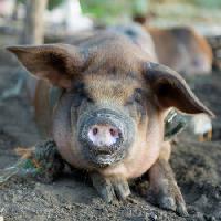 Pixwords Görüntü domuz, hayvan, burun Szefei - Dreamstime