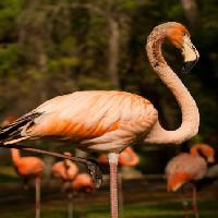 Pixwords Görüntü kuş, hayvan, su Nunoduarte - Dreamstime