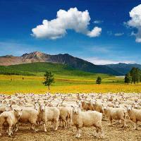 Pixwords Görüntü koyun, koyunlar, doğa, dağ, gök, bulut, sürü Dmitry Pichugin - Dreamstime