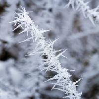 Pixwords Görüntü don, buz, kış, başak Haraldmuc - Dreamstime