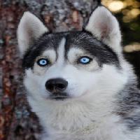 Pixwords Görüntü köpek, gözler, mavi, hayvan Mikael Damkier - Dreamstime