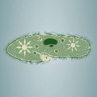 Pixwords Görüntü ayak izi, yosun, yeşil, star, mikroskopik doku Vladimir Zadvinskii (Vladimiraz)