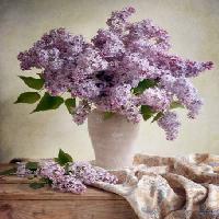 Pixwords Görüntü çiçekler, vazo, mor, masa, kumaş Jolanta Brigere - Dreamstime