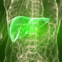 erkek, vücut, karaciğer, organ Sebastian Kaulitzki - Dreamstime