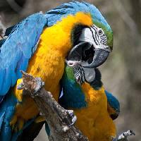Pixwords Görüntü papağan, kuş, renk, kuşlar Marek Jelínek - Dreamstime