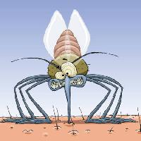 Pixwords Görüntü sivrisinek, hayvanlar, saç, sinekler, aile, enfeksiyon, sıtma Dedmazay - Dreamstime