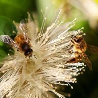 Pixwords Görüntü arılar, doğa, arı, polen, çiçek Sheryl Caston - Dreamstime