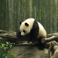 Pixwords Görüntü panda, ayı, küçük, siyah, beyaz, ahşap, orman Nathalie Speliers Ufermann - Dreamstime