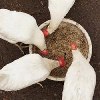 tavuklar, yemek, gıda, çanak, beyaz, tahıl, buğday Alexei Poselenov - Dreamstime