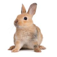 Pixwords Görüntü tavşan, tavşan, kulaklar, hayvan Isselee - Dreamstime